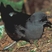 Leach's Storm-Petrel